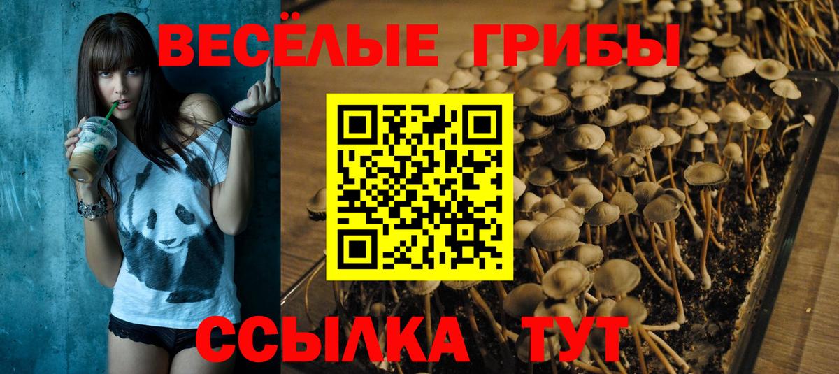 Галлюциногенные грибы Psilocybine cubensis Павловский Посад